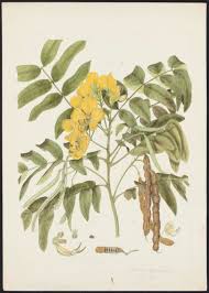 Image result for Senna septemtrionalis