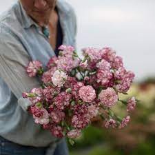 Carnation Chabaud Benigna Fragrant Flowers Carnations Carnation Flower