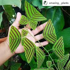 Image result for Fuirena obcordata