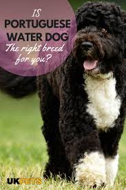 Though the portuguese water dog's lineage goes back almost 800 years, making their origins somewhat murky, experts think of poodles as the breed's closest genetic cousin. Portuguese Water Dog Dog Breed Ukpets Portuguese Water Dog Portugese Water Dogs Portuguese Water Dog Puppy
