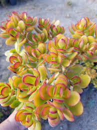 Image result for Crassula zombensis