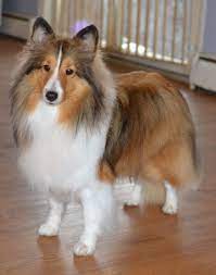 These energetic, loving shetland sheepdog puppies are intelligent, loyal, and common coat colors include blue merle, sable, and black with white markings. Sable Sheltie Color Is One We All Know And Love Sheltie Puppy Sheep Dog Puppy Sheltie Dogs