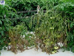 Image result for tomato seedling fusarium wilt