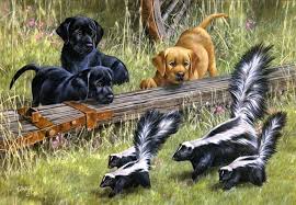 Wet your dog and work the cleaning solution into their fur and let it soak for five minutes. How To Get Rid Of Skunk Smell On Dog Face Breath Home And Natural Remedies Dogs Cats Pets