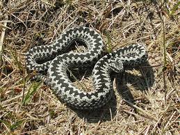 Huggormshanen blir oftast inte längre än 65 cm lång och honan ca 10 cm längre. Huggormsbett Allt Du Behover Veta Firstvet