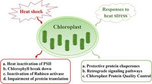 These cells differ in their shapes, sizes and their structure as they have to fulfil specific functions. Frontiers Sensitivity And Responses Of Chloroplasts To Heat Stress In Plants Plant Science