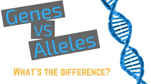Allele, gene locus, and chromosome.be sure to draw arrows to specify where you are labeling! Genes Vs Alleles Youtube