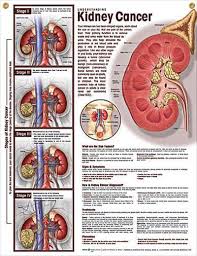 pin on anatomy boards