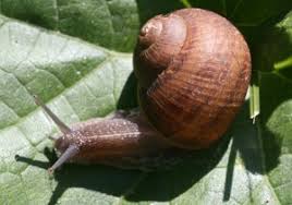 Check spelling or type a new query. Brown Garden Snail Bugwoodwiki