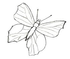 How to draw a butterfly. 32 Easy Sketch Pencil Butterfly Drawing Png Click This