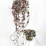 Image result for Erica woodii