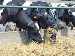 Subvenția pentru fermierii cu bovine și ovine 2015. Ce Detalii Te Pot LÄsa FÄrÄ Sprijinul Cuplat La Bovine IatÄ La Ce E AtentÄ Apia Agroinfo Ro