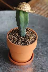 These hardy plants do need water but not on the scale that the average plant requires. What Is The Best Soil For Cacti And How To Make It Terrarium Planting Guide