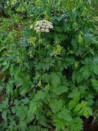 Image result for Pimpinella afra