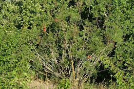 Image result for Erythrophysa