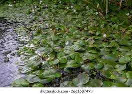 Image result for Hydrocharitaceae