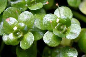 Image result for Callitriche