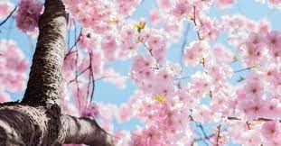 Считается, что с этого дня зима безвозвратно уходит. Prazdnik Teplogo Alekseya 2021 Chto Nelzya Delat Podrobnosti Ua