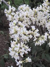 Lungsod sa estados unidos, texas (ceb); Get Texas White Redbud In Mi At English Gardens Nurseries Serving Clinton Township Dearborn Heights Eastpointe Royal Oak West Bloomfield And The Plymouth Ann Arbor Michigan Areas
