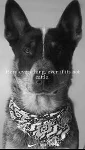 Australian Cattle Dog Black And White Funny Cattle Dog Just Herd It Austrailian Cattle Dog Cattle Dogs Rule Aussie Cattle Dog