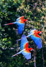 Mark Robinson On Twitter Amazon Rainforest Animals Jungle Birds Rainforest Animals