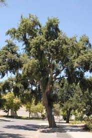 Image result for Quercus suber