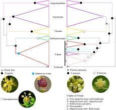 Image result for Vitaceae