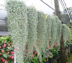 Image result for Dichondra