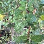 Image result for Ocimum lamiifolium