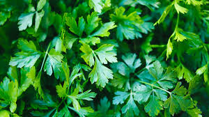 Click below to start a free trial!. How To Store Parsley So It Stays Fresh Epicurious