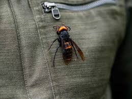 Charlotte hornets, charlotte, north carolina. Murder Hornets With Sting That Can Kill Land In Us Americas Gulf News
