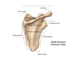 The Shoulder Bony Anatomy Part 1 Tami Apland