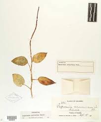 Image result for Peperomia fernandopoiana