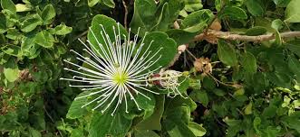 Image result for Maerua angolensis