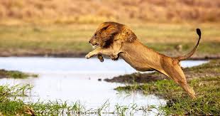 What Different Types Of Lions Are There?