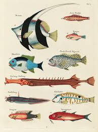 Free Public Domain Www Rawpixel Com Colourful And Surreal Illustrations Of Fishes Found In Moluccas Indonesia Fish Illustration Fish Artwork Fish Painting