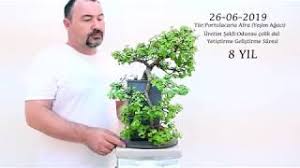 1 paket bonsai(seçiminize göre erguvan veya karaçam) tohumu saksı için yeterli olacak kadar toprak minyatür mini saksısı ekim ve bakım kılavuzu saksı ölçüleri: Bonsai Nasil Yapilir Ne Kadar Surede Tamamlanir Youtube