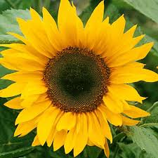 Sunflower is the common name for any of the plants of the genus helianthus of the flowering plant family asteraceae (known as the aster, daisy, or sunflower family). Buy Sunflower Single Giant Best Value For Money Gardens4you