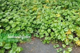 Image result for Lamium galeobdolon