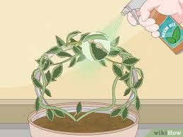 How To Care For A Hoya Plant Hoya Plants Indoor Plant Care House Plant Care
