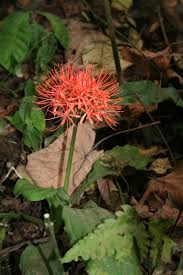 Image result for Scadoxus cinnabarinus