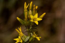 Image result for Sebaea