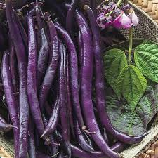 We did not find results for: Purple Queen Improved Beans Gurney S Seed Nursery Co