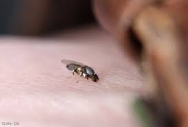 Mar 09, 2021 · most spiders, especially small house spiders, are generally harmless to cats. Baby Oil Is The Secret Weapon In Combatting Annoying Black Flies