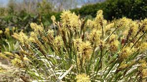 Image result for Carex sp.no.1