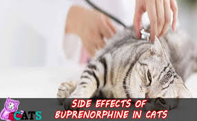 Thus, it's ideal for a short term use. Buprenorphine For Cats Overview Side Effects Catsfud