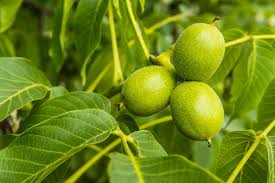 Vorsicht sollte bei jungen bäumen gelten, die noch kein ausgebildetes wurzelsystem besitzen und bei denen ein korrekturschnitt nicht zu früh erfolgen sollte. Walnussbaum Juglans Regia Pflanzen Schneiden Und Pflege Heimhelden
