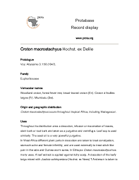 Image result for Crotonogynopsis australis