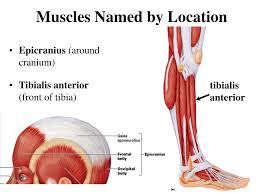 Motor neurons contact muscle cells at a point called the neuromuscular junction (nmj). Ppt A P The Muscular System Physiology Naming Physics Chapter 6 Powerpoint Presentation Id 1465957