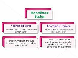 Katakan tidak 'kepada minuman alkohol tingkatkan keselamatan jalan raya, jimatkan wang, jadikan keluarga bahagia dan menjaga kesihatan. Bab 2 Koordinasi Badan